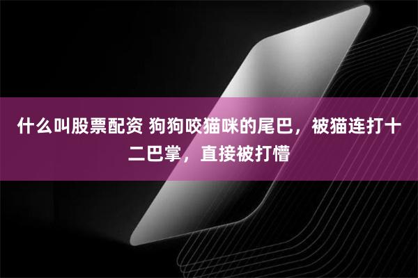 什么叫股票配资 狗狗咬猫咪的尾巴，被猫连打十二巴掌，直接被打懵